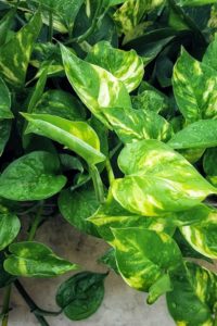 types of pothos golden