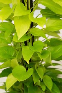 types of pothos neon