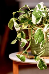 type of pothos njoy