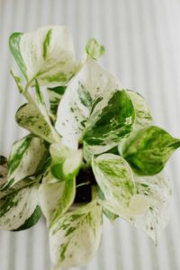 types of pothos pearls and jade