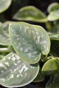 type of pothos silver satin