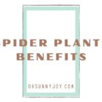 spider plants benefits