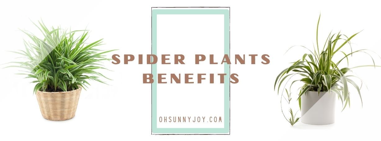 spider plants benefits
