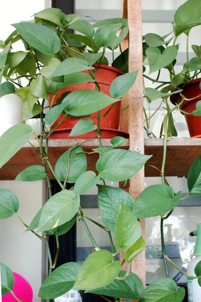 Quick Guide 8 Types of Pothos as your plant companion