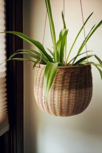 spider plants benefits soild green