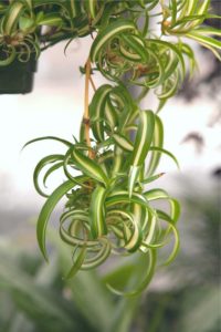 spider plants benefits bonnie