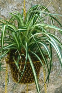 spider plants benefits hawaiian