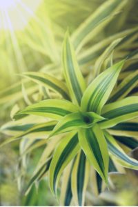 spider plants benefits zebra